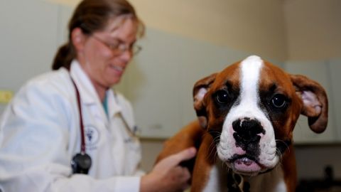 Jak vybrat toho nejlepšího veterináře?