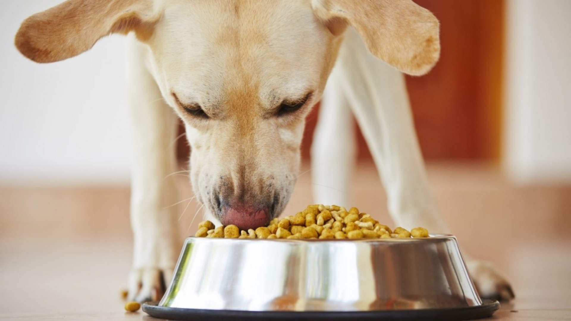 Recept pro psy: Hovězí a zeleninové kuličky
