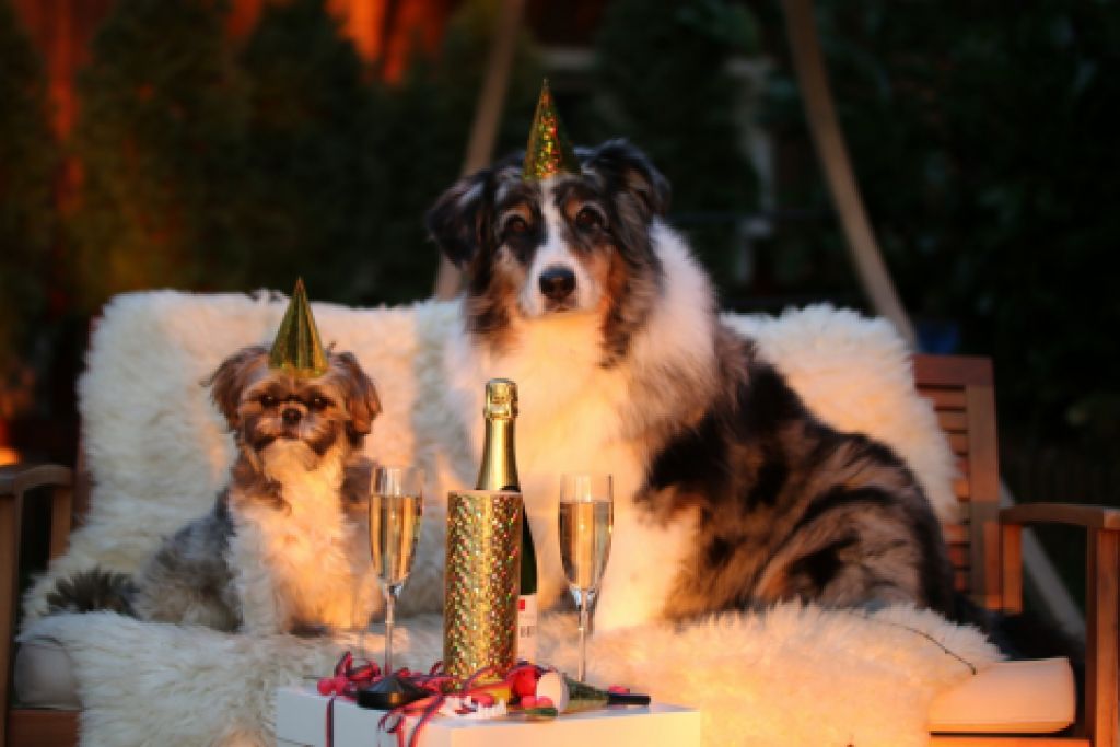 Jak zklidnit psa při novoročních ohňostrojích
